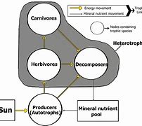 Image result for Hedgehog Food Web