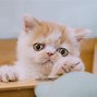 Image result for 猫