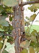 Image result for Anacua Tree