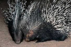 Image result for South African Porcupine