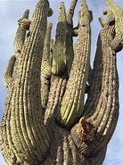 Image result for Arizona Cactus Species