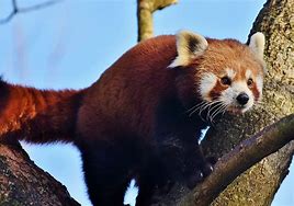 Image result for Brown Panda