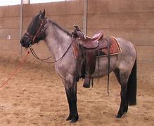 Image result for Saddle Horses