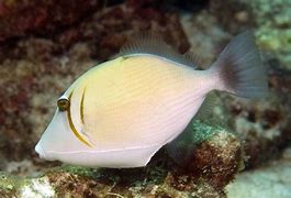 Image result for Bursa Triggerfish