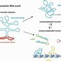 Image result for mRNA Processing