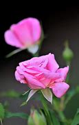 Image result for Pink Rose Bud Flower