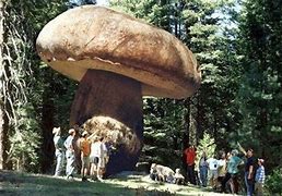 Image result for Largest Underground Fungus