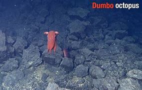 Image result for Blob Fish Dumbo Octopus
