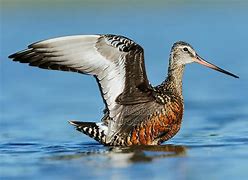 Image result for Limosa haemastica