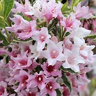 Image result for Weigela Nana Variegata