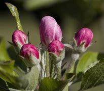 Image result for Gala Apple Blossoms