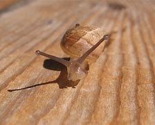 Image result for The Snail and the Whale
