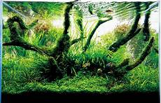 ada aquascape seahorse aquariums now suppling ada in ireland ada aquascape seahorse aquariums now suppling ada in ireland