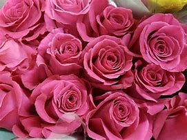 Image result for 4 Dozen Hot Pink Roses