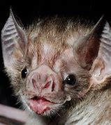Image result for Bat with Mouth Open