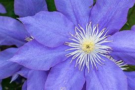 Image result for Purple Clematis Border