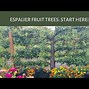 Image result for Apple Tree Care in Autumn