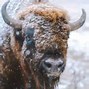 Image result for North American Bison Buffalo