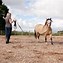 Image result for Horse Riding Whip