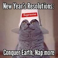 Image result for New Year's Eve Cat Meme