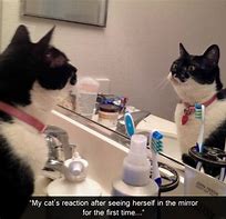 Image result for Looking at Mirror Meme