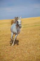 Image result for Arabian Horse Stallions