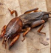 Image result for Signs of Mole Cricket Infestation