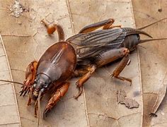 Image result for Mole Cricket Signs