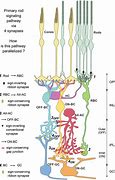 Image result for Diffuse Bipolar Cells