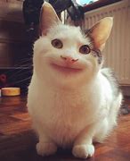 Image result for Crazy Cat Funny Face