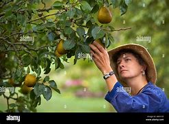 Image result for Pick Pears