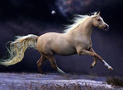 Image result for Wallpaper Run Horse