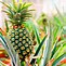 Image result for Pineapple Plant Growing