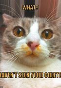 Image result for Chmeese Cat Meme