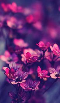 Image result for Cute Purple Pictures Phone