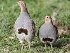 Image result for Partridge Family Birds