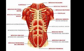 Image result for Musculo Reto Do Abdome