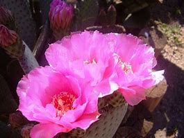 Image result for Surro Cactus