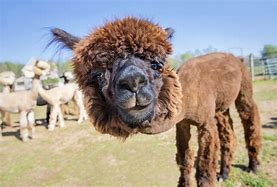 Image result for alpaca