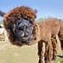 Image result for alpacq