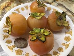 Image result for Yates Persimmon