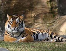 Image result for co_to_za_zoo_digital
