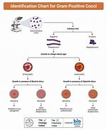 Image result for Gram Positice Chart