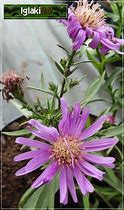 Image result for Aster dumosus Alice Haslam