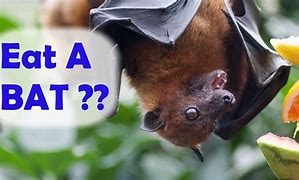 Image result for Eating a Bat