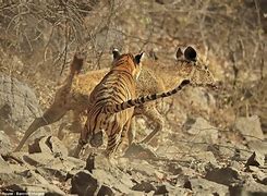 Image result for Tiger Kills Deer