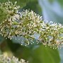 Image result for Green Grape Flowers