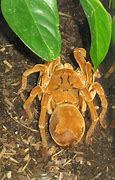 Image result for Goliath Spider