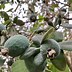 Image result for Pineapple Guava Tree