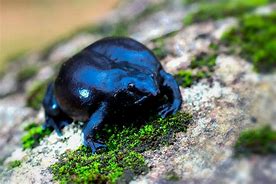 Image result for Purple Frog